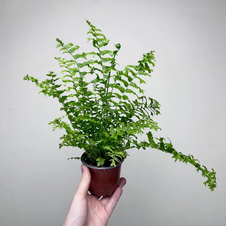 Paproć Nephrolepis biserrata Fishtail P9 #4