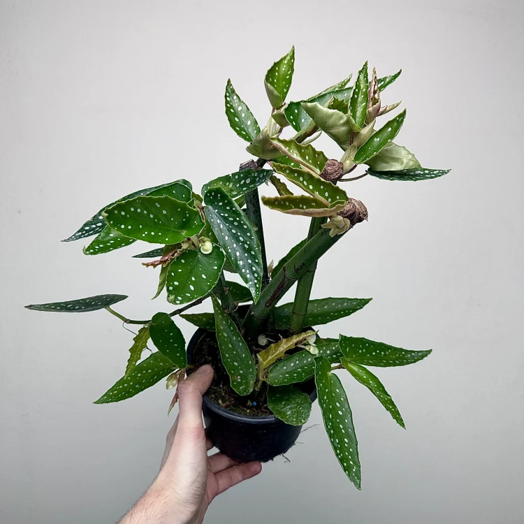Begonia maculata Tamaya Begonia koralowa P14 #3