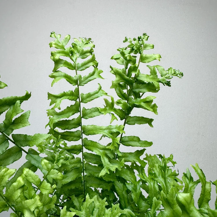 Paproć Nephrolepis biserrata Fishtail P9 #5
