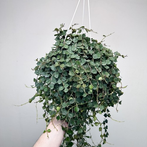 Hoya Curtisii Hoja P19 wisząca #1