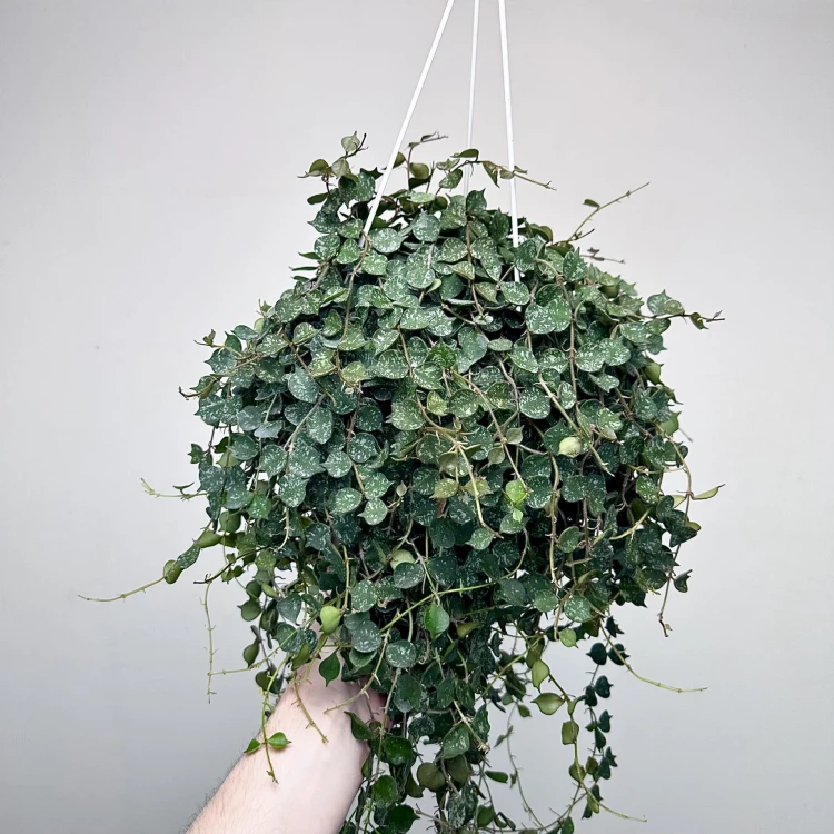 Hoya Curtisii Hoja P19 wisząca #1