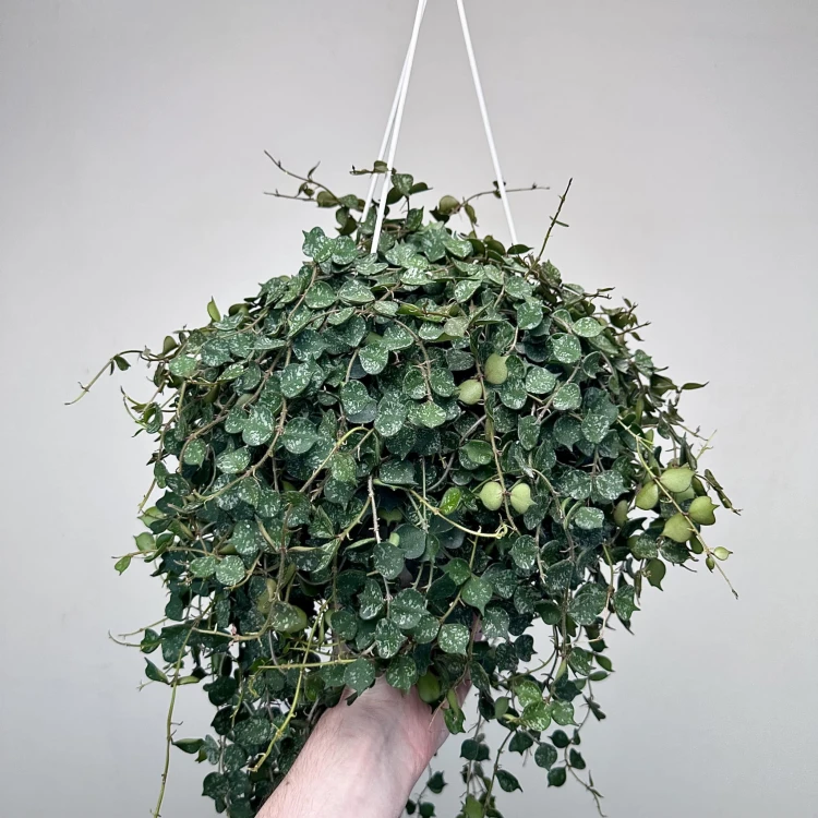 Hoya Curtisii Hoja P19 wisząca #3