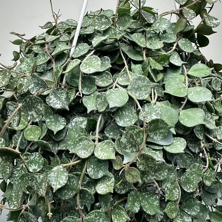 Hoya Curtisii Hoja P19 wisząca #4