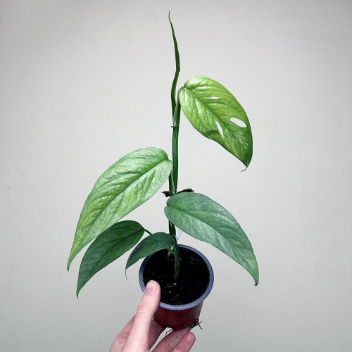 Epipremnum Cebu Blue P9 #1