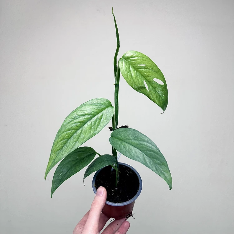 Epipremnum Cebu Blue P9 #1