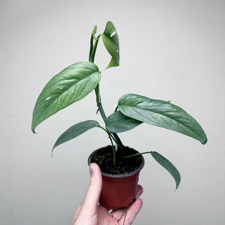 Epipremnum Cebu Blue P9 #4
