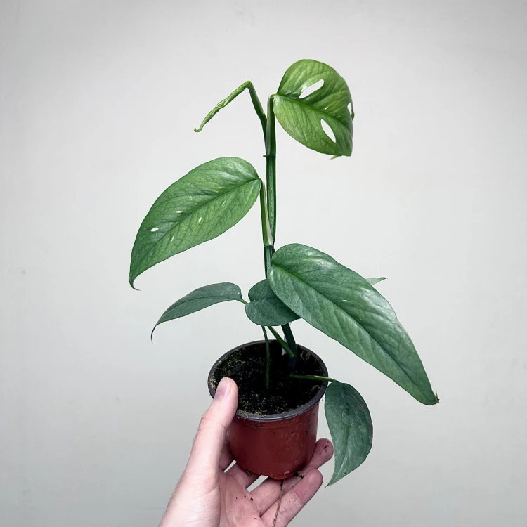 Epipremnum Cebu Blue P9 #5