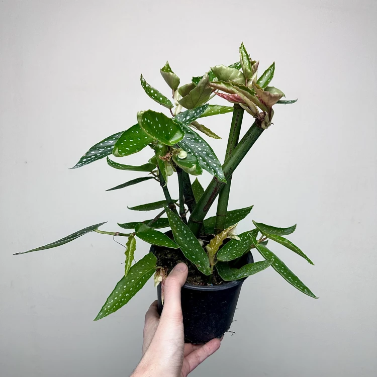 Begonia maculata Tamaya Begonia koralowa P14 #4