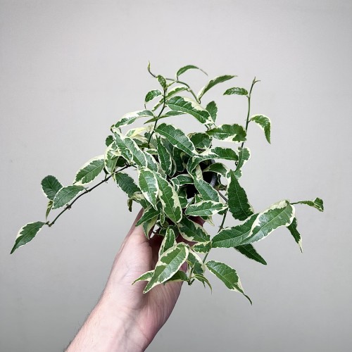 Ficus radicans White Fikus P9 #1
