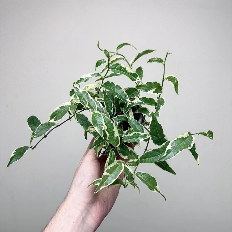 Ficus radicans White Fikus P9 #1