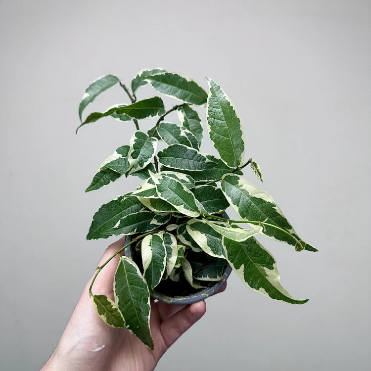 Ficus radicans White Fikus P9 #3