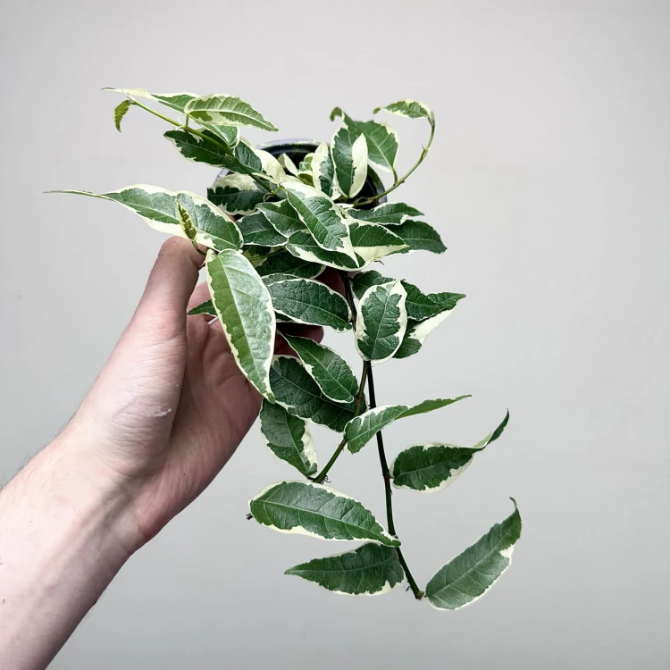 Ficus radicans White Fikus P9 #4