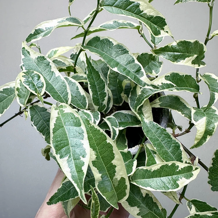 Ficus radicans White Fikus P9 #5