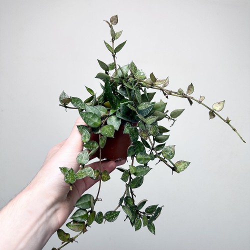 Hoya krohniana Splash Hoja P9 #2