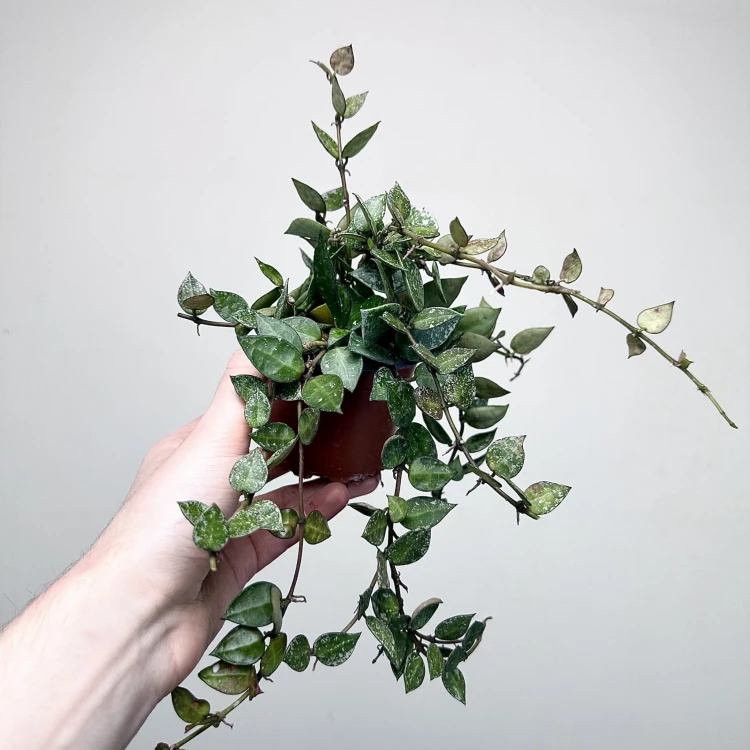 Hoya krohniana Splash Hoja P9 #2