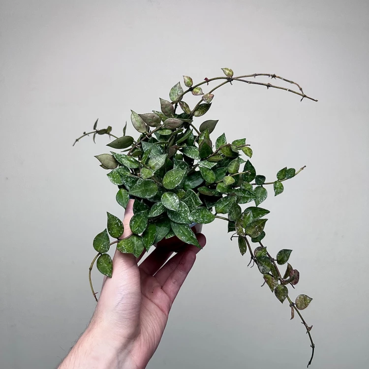 Hoya krohniana Splash Hoja P9 #3