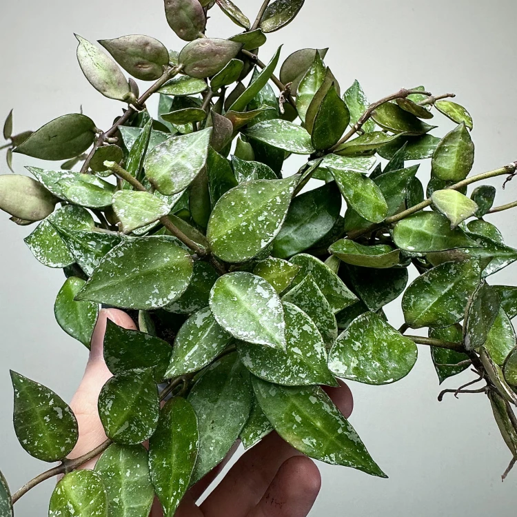 Hoya krohniana Splash Hoja P9 #5