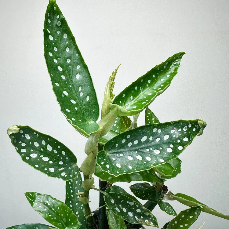 Begonia maculata Tamaya Begonia koralowa P14 #5