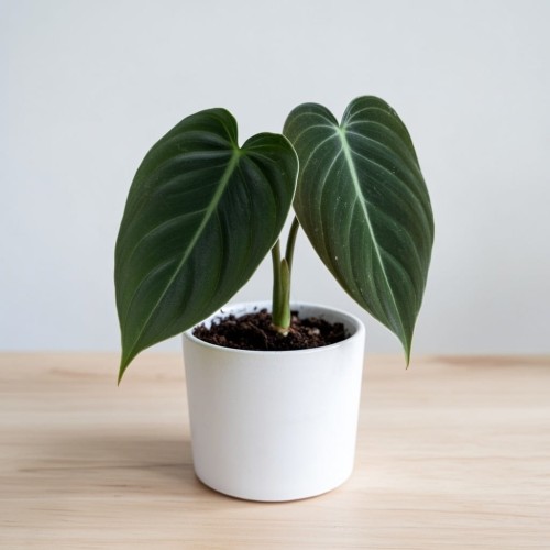 Philodendron Melanochrysum Filodendron P9 #1