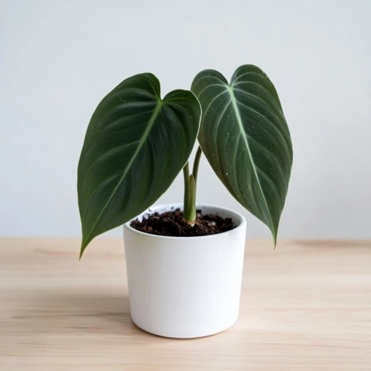 Philodendron Melanochrysum Filodendron P9 #1