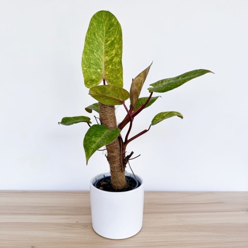 Philodendron Painted Lady Filodendron P14 na paliku #1