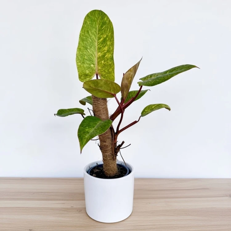 Philodendron Painted Lady Filodendron P14 na paliku #1