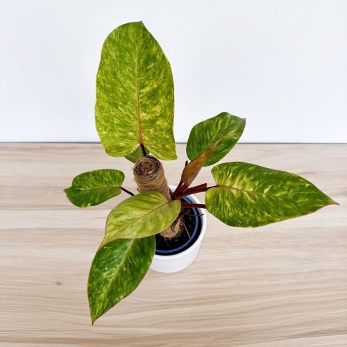 Philodendron Painted Lady Filodendron P14 na paliku #2