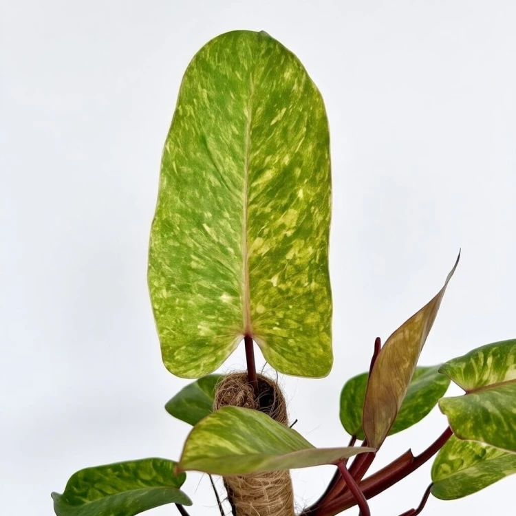 Philodendron Painted Lady Filodendron P14 na paliku #3
