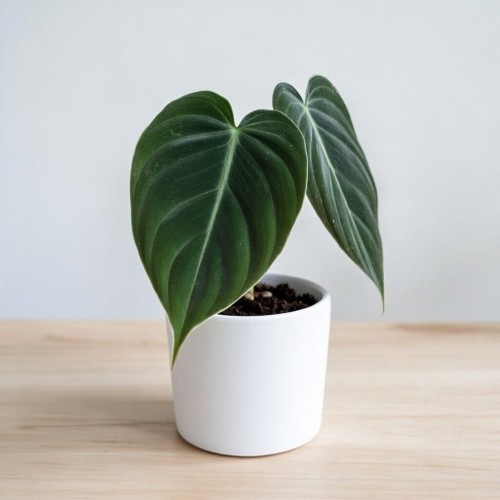 Philodendron Melanochrysum Filodendron P9 #2