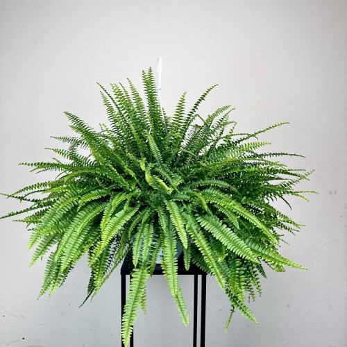 Paproć Green Lady Nephrolepis exaltata P22 wisząca #1
