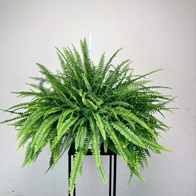 Paproć Green Lady Nephrolepis exaltata P22 wisząca #1
