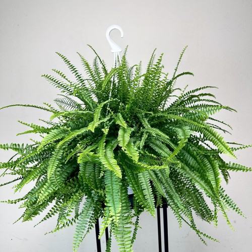 Paproć Green Lady Nephrolepis exaltata P22 wisząca #2