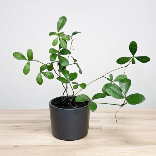 Cissus digitata Cissus palczasty #1