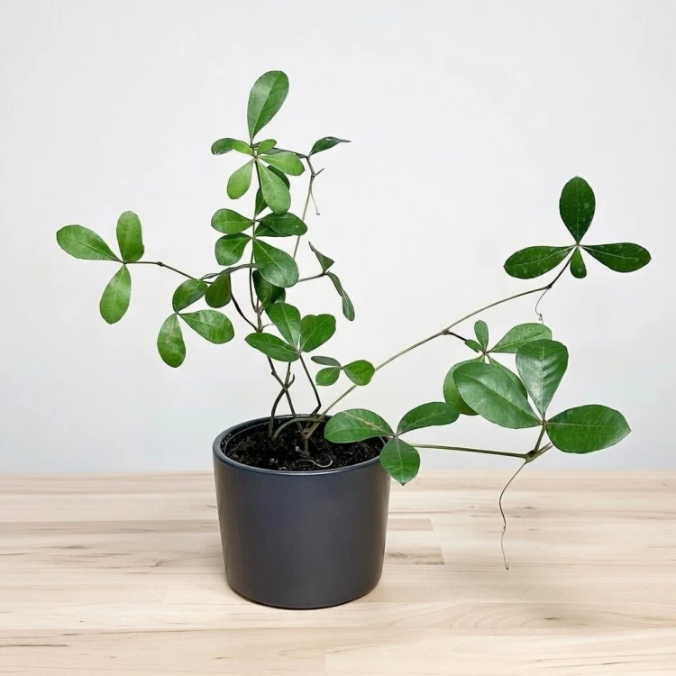 Cissus digitata Cissus palczasty #1