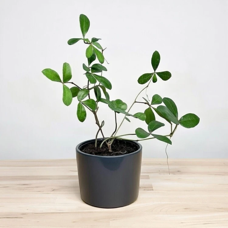 Cissus digitata Cissus palczasty #3
