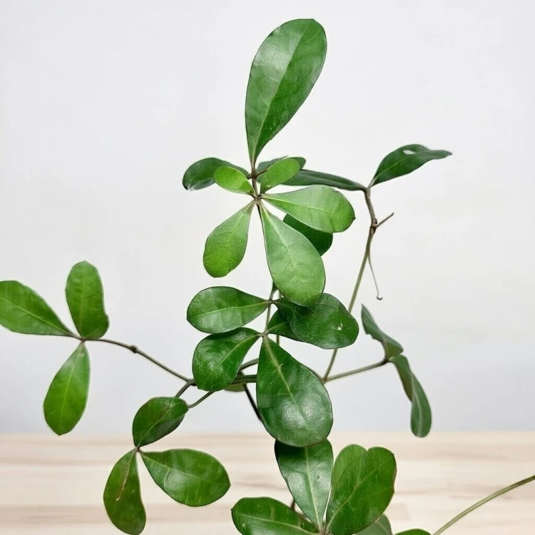 Cissus digitata Cissus palczasty #4