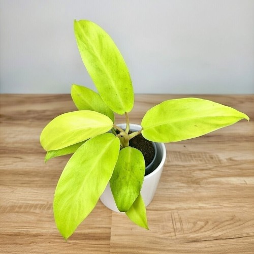 Philodendron Malaya Gold Filodendron P9 #1