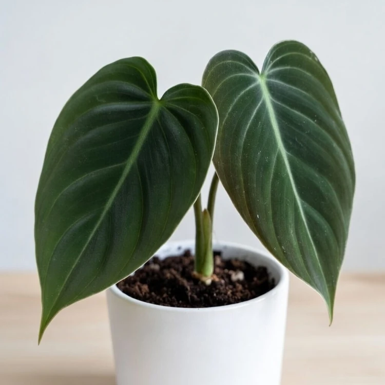 Philodendron Melanochrysum Filodendron P9 #3