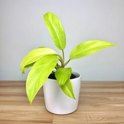 Philodendron Malaya Gold Filodendron P9 #2