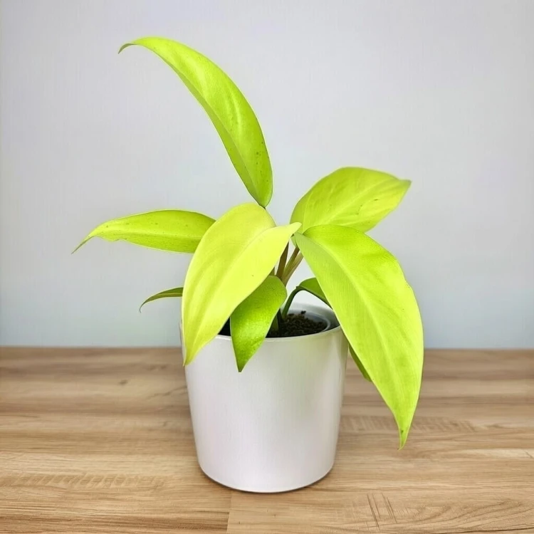 Philodendron Malaya Gold Filodendron P9 #3