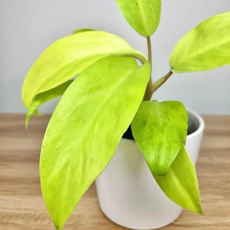 Philodendron Malaya Gold Filodendron P9 #4
