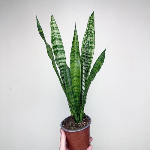 Sansewieria gwinejska Black Coral Sansevieria trifasciata P12 #1