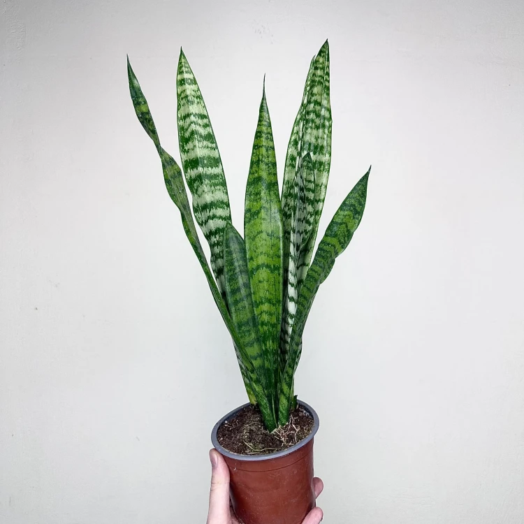 Sansewieria gwinejska Black Coral Sansevieria trifasciata P12 #1