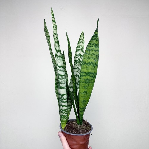 Sansewieria gwinejska Black Coral Sansevieria trifasciata P12 #2