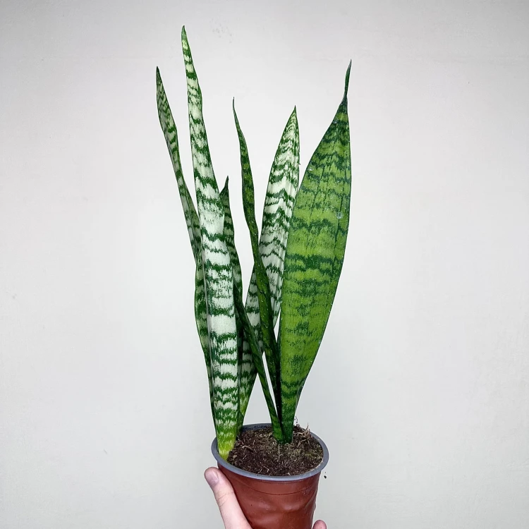 Sansewieria gwinejska Black Coral Sansevieria trifasciata P12 #2