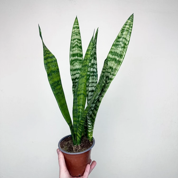 Sansewieria gwinejska Black Coral Sansevieria trifasciata P12 #3