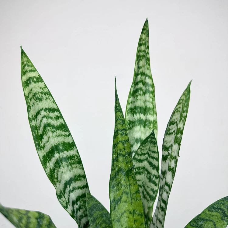 Sansewieria gwinejska Black Coral Sansevieria trifasciata P12 #4