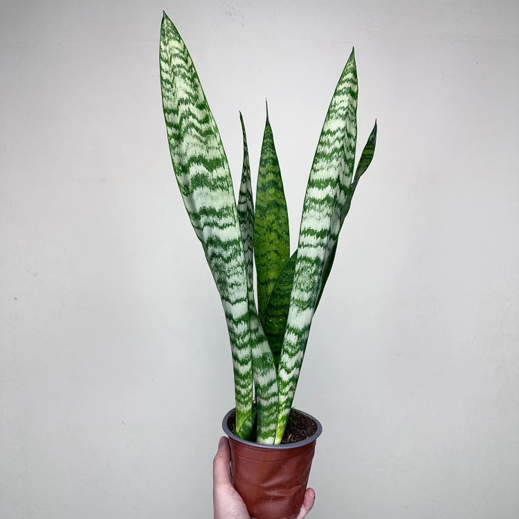 Sansewieria gwinejska Black Coral Sansevieria trifasciata P12 #5