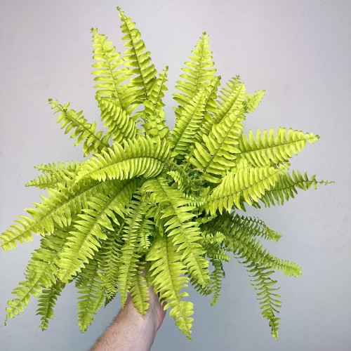 Paproć Nephrolepis Boston Blonde Nefrolepis wyniosły P12 #1