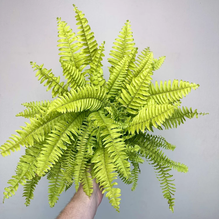 Paproć Nephrolepis Boston Blonde Nefrolepis wyniosły P12 #1